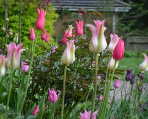Lily Flowered Tulips