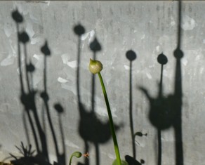 Shadows of Allium heads